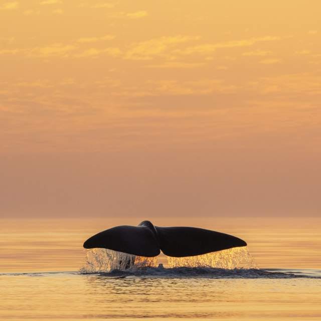 Whale watching seasons in Punta Mita